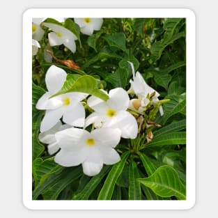 White flowers Sticker